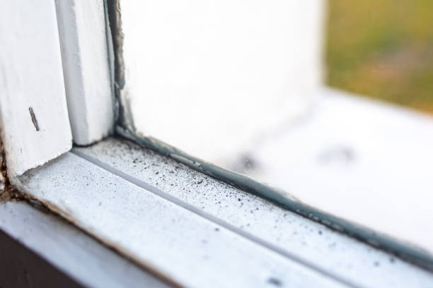 St Louis Park, MN Mold Removal Company